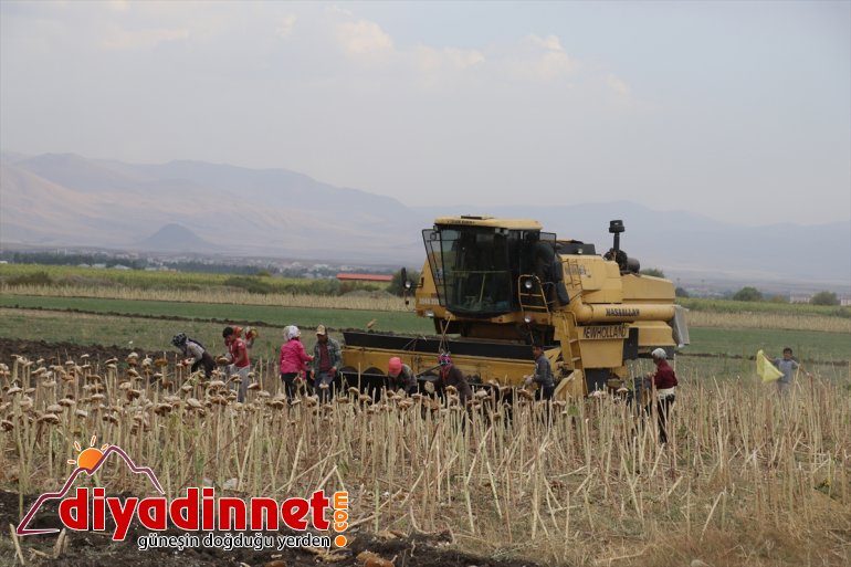 yaygınlaşan bölge sunuyor üretimi katkı ayçiçeği Ağrı