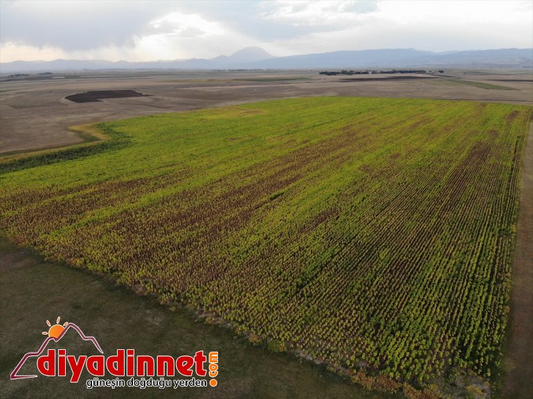 katkı bölge ayçiçeği Ağrı