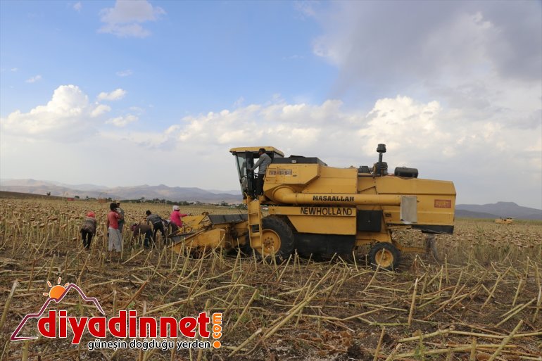 ekonomisine sunuyor katkı üretimi ayçiçeği bölge yaygınlaşan Ağrı