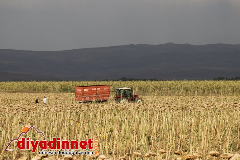 üretimi ekonomisine Ağrı