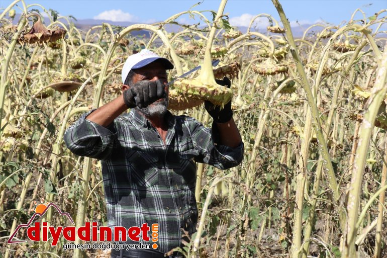 kapısı işçilerin ayçiçeği bereketi gelir mevsimlik Ağrı