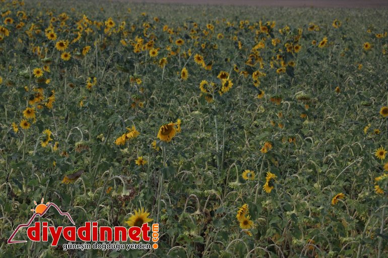 bereketi kapısı ayçiçeği oldu gelir Ağrı