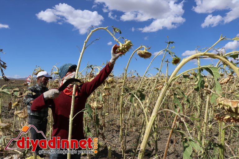 gelir işçilerin ayçiçeği oldu Ağrı