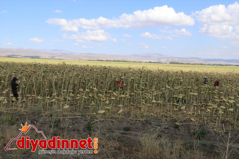 kapısı ayçiçeği bereketi gelir oldu işçilerin Ağrı