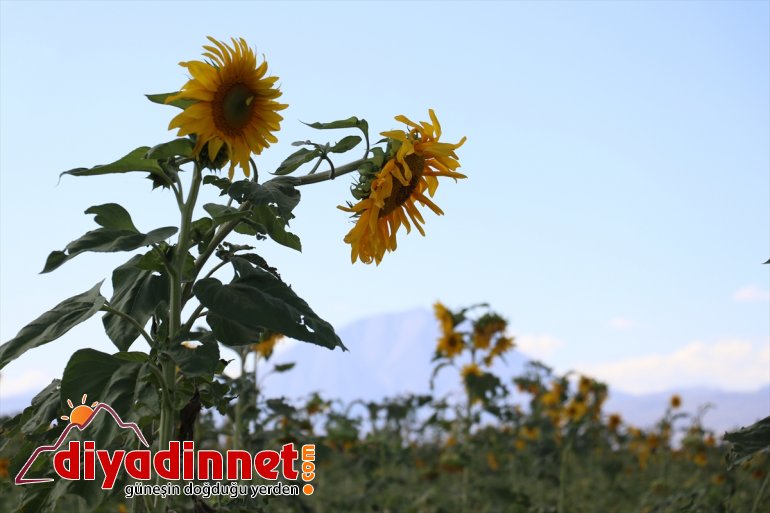 ayçiçeği oldu Ağrı
