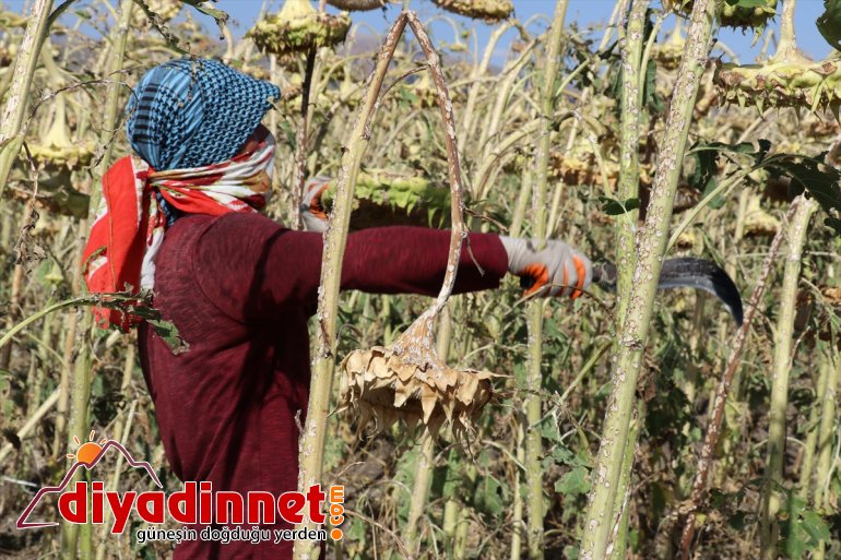 işçilerin mevsimlik ayçiçeği Ağrı