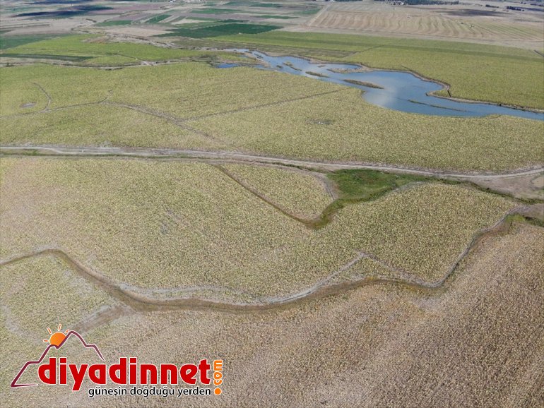 işçilerin ayçiçeği Ağrı