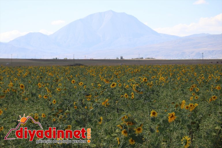 ayçiçeği bereketi kapısı işçilerin Ağrı