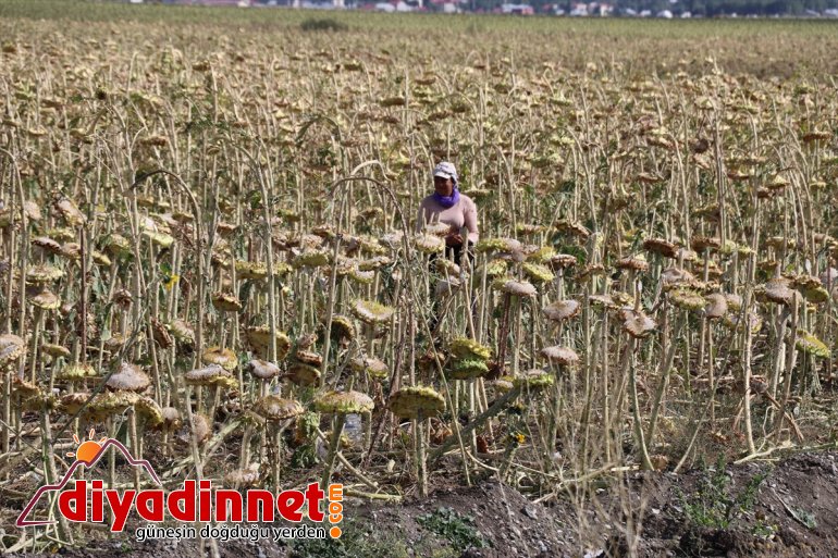 oldu mevsimlik işçilerin ayçiçeği gelir kapısı Ağrı