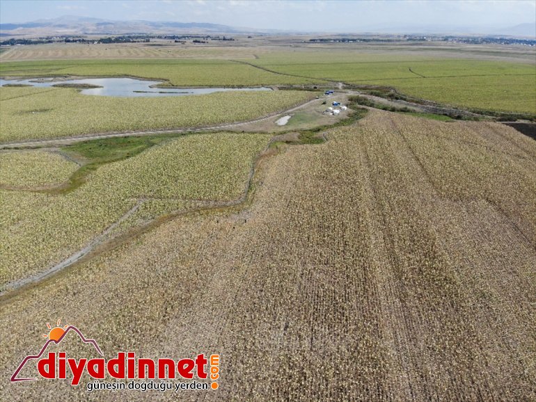 işçilerin oldu bereketi Ağrı