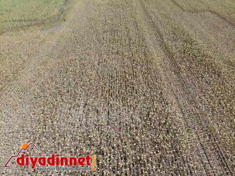 ayçiçeği işçilerin Ağrı