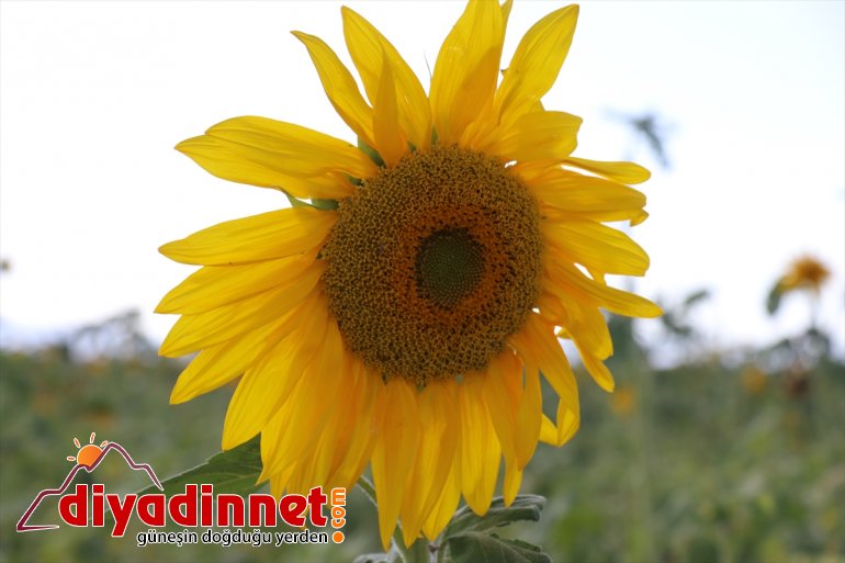 işçilerin bereketi Ağrı