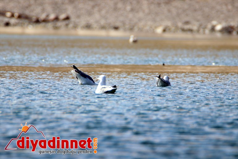 bölgenin Balık geldi güzellikleriyle odağı sunduğu IĞDIR Gölü haline - ilgi 2