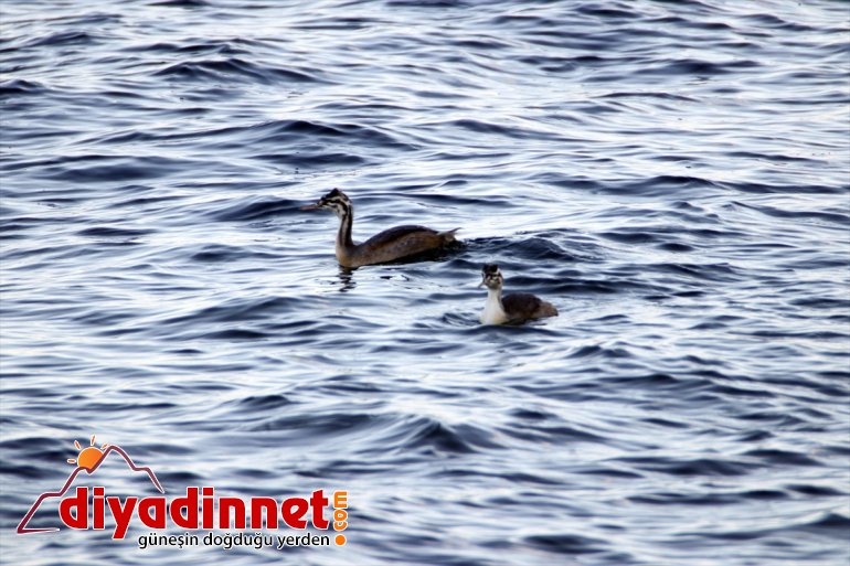 Gölü geldi haline ilgi sunduğu Balık IĞDIR odağı - bölgenin güzellikleriyle 16