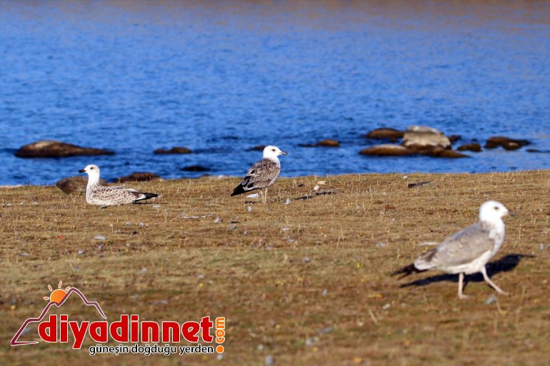 haline ilgi Gölü Balık güzellikleriyle bölgenin geldi sunduğu IĞDIR - odağı 9