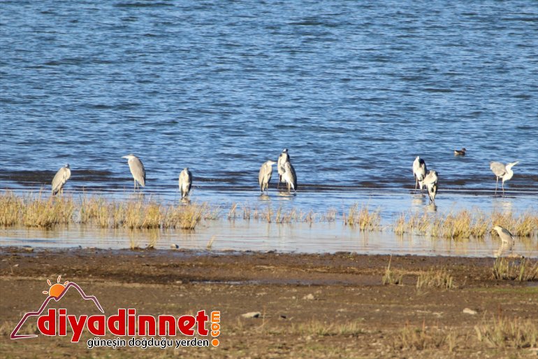 - bölgenin geldi Gölü haline odağı sunduğu Balık güzellikleriyle IĞDIR ilgi 10