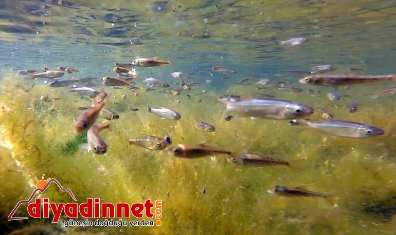 Balık dönüşen balık yavrularıyla Gölü, Doğal şenlendi akvaryuma - IĞDIR 11