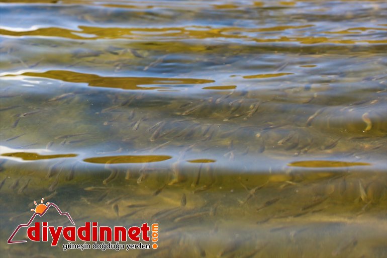 şenlendi dönüşen akvaryuma yavrularıyla IĞDIR Gölü, balık - Doğal Balık 3