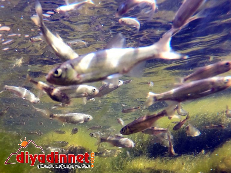 Gölü, - Doğal yavrularıyla şenlendi balık dönüşen akvaryuma IĞDIR Balık 5
