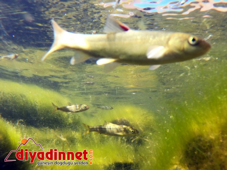 dönüşen Doğal IĞDIR Balık şenlendi - Gölü, balık akvaryuma yavrularıyla 6