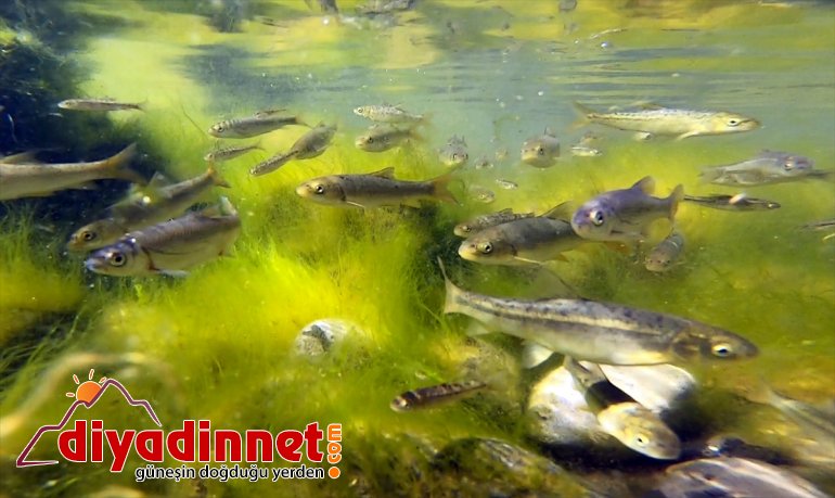 Gölü, dönüşen şenlendi akvaryuma IĞDIR Balık balık - yavrularıyla Doğal 8