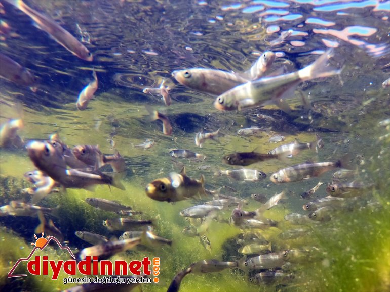 Balık yavrularıyla IĞDIR şenlendi Doğal dönüşen balık - akvaryuma Gölü, 9