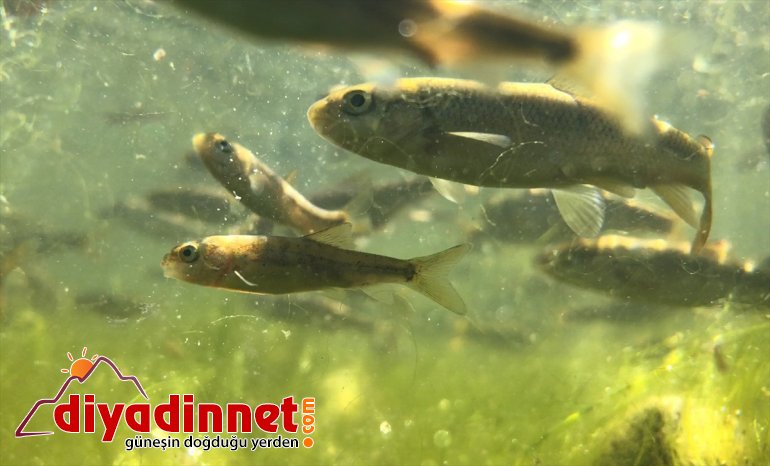 dönüşen - şenlendi akvaryuma IĞDIR balık yavrularıyla Gölü, Doğal Balık 10