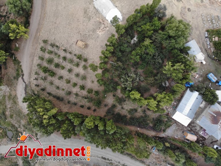 Devlet meyve yadigarı baba bahçesinde (Drone desteğiyle destekli) çeşitlendirdiği tonlarca üretiyor 1