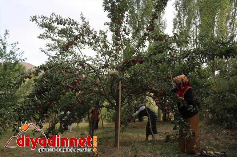 meyve (Drone desteğiyle Devlet destekli) çeşitlendirdiği yadigarı üretiyor tonlarca baba bahçesinde 2