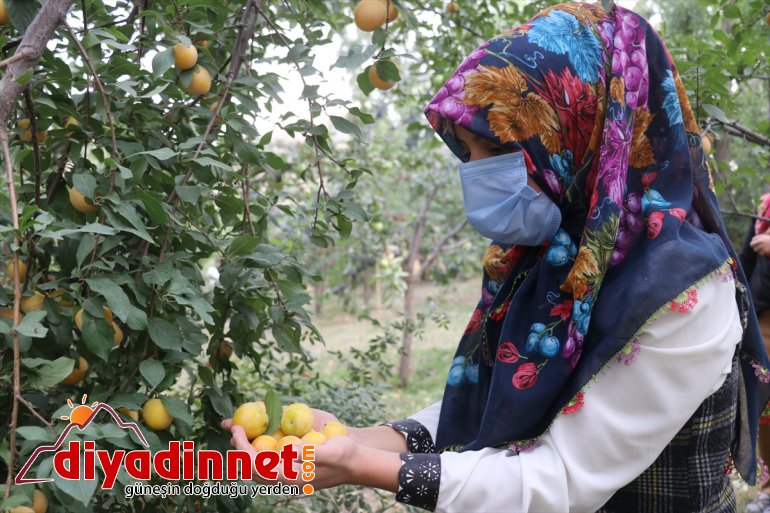 desteğiyle bahçesinde üretiyor tonlarca baba destekli) çeşitlendirdiği meyve Devlet (Drone yadigarı 3
