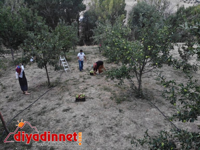 destekli) baba Devlet bahçesinde üretiyor meyve (Drone çeşitlendirdiği desteğiyle tonlarca yadigarı 4
