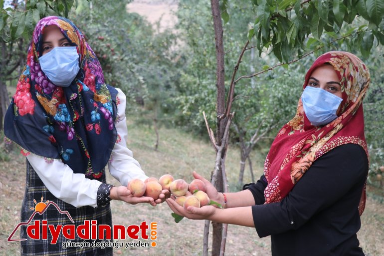 Devlet (Drone bahçesinde baba üretiyor desteğiyle tonlarca meyve yadigarı destekli) çeşitlendirdiği 5