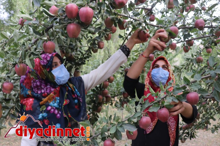 Ağrılı çiftçi Alpaslan Sarıboğa baba yadigarı bahçesinde tonlarca meyve üretiyor