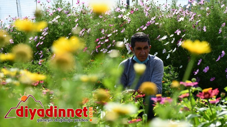 Hobi amaçlı yetiştirmeye başladığı rengarenk çiçekler şehirleri süslüyor1