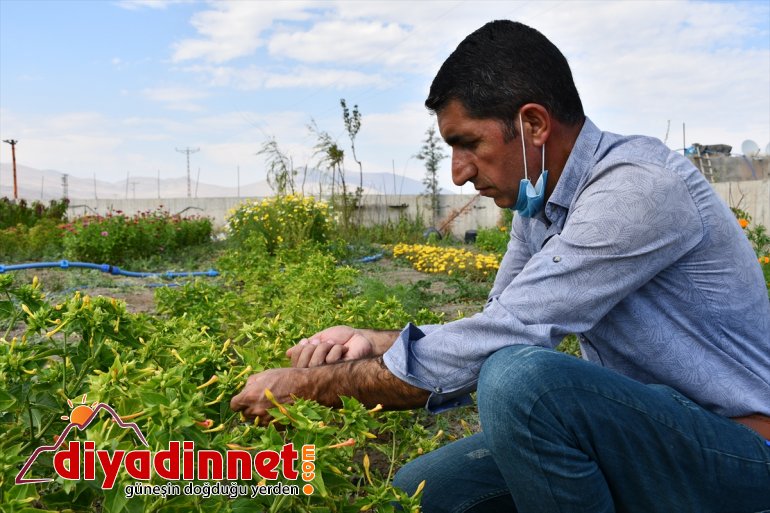 Hobi amaçlı yetiştirmeye başladığı rengarenk çiçekler şehirleri süslüyor2