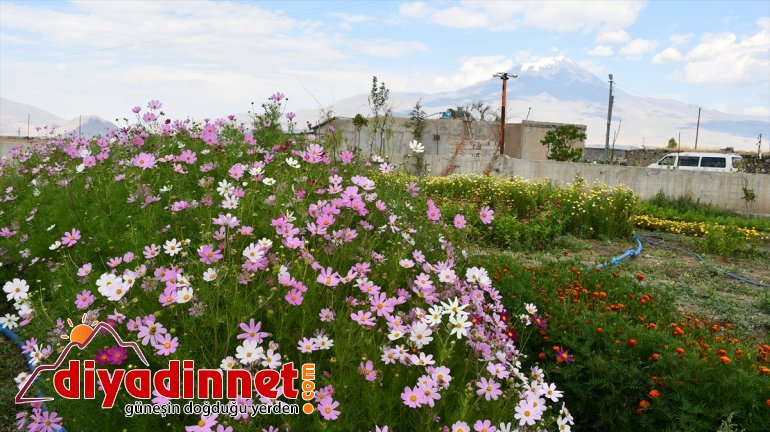 Hobi amaçlı yetiştirmeye başladığı rengarenk çiçekler şehirleri süslüyor11