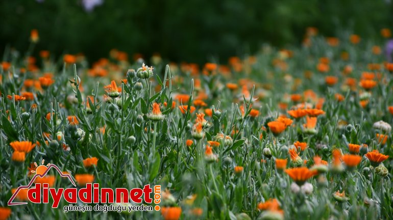 Hobi amaçlı yetiştirmeye başladığı rengarenk çiçekler şehirleri süslüyor12