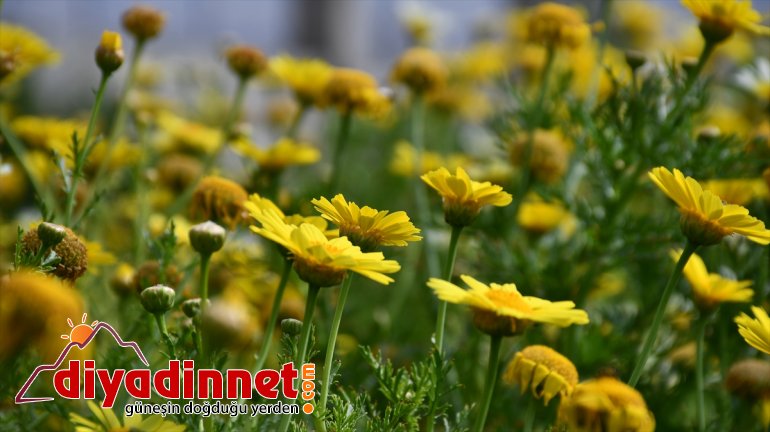 Hobi amaçlı yetiştirmeye başladığı rengarenk çiçekler şehirleri süslüyor13