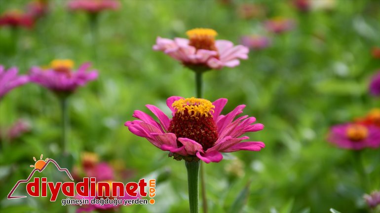 Hobi amaçlı yetiştirmeye başladığı rengarenk çiçekler şehirleri süslüyor14