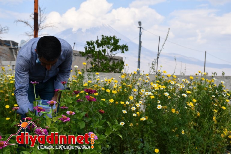 Hobi amaçlı yetiştirmeye başladığı rengarenk çiçekler şehirleri süslüyor3