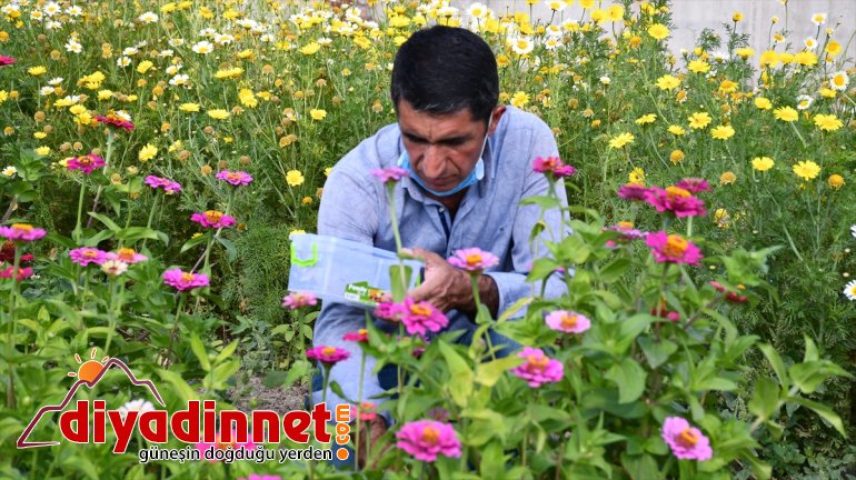 Hobi amaçlı yetiştirmeye başladığı rengarenk çiçekler şehirleri süslüyor4