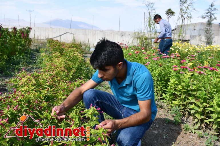 Hobi amaçlı yetiştirmeye başladığı rengarenk çiçekler şehirleri süslüyor5