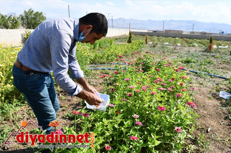 Hobi amaçlı yetiştirmeye başladığı rengarenk çiçekler şehirleri süslüyor6
