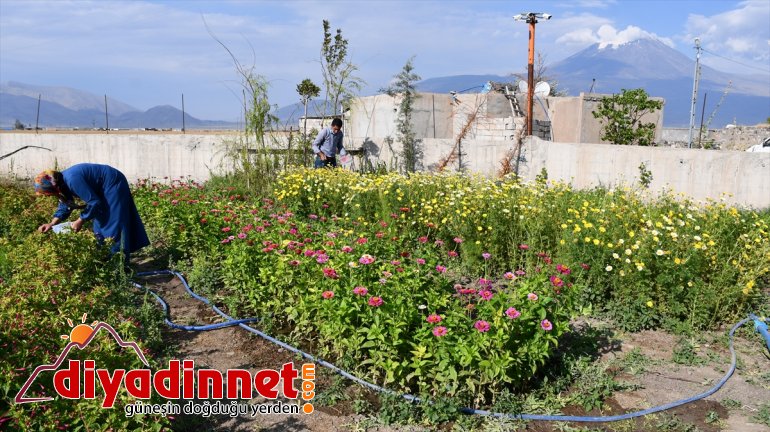 Hobi amaçlı yetiştirmeye başladığı rengarenk çiçekler şehirleri süslüyor7