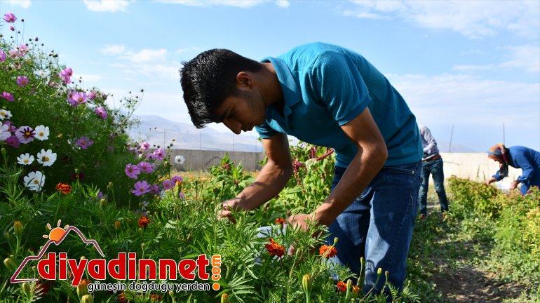 Hobi amaçlı yetiştirmeye başladığı rengarenk çiçekler şehirleri süslüyor8