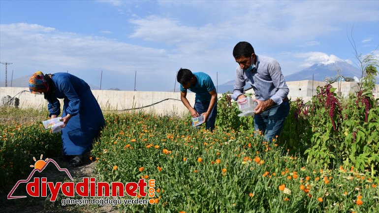 Hobi amaçlı yetiştirmeye başladığı rengarenk çiçekler şehirleri süslüyor9