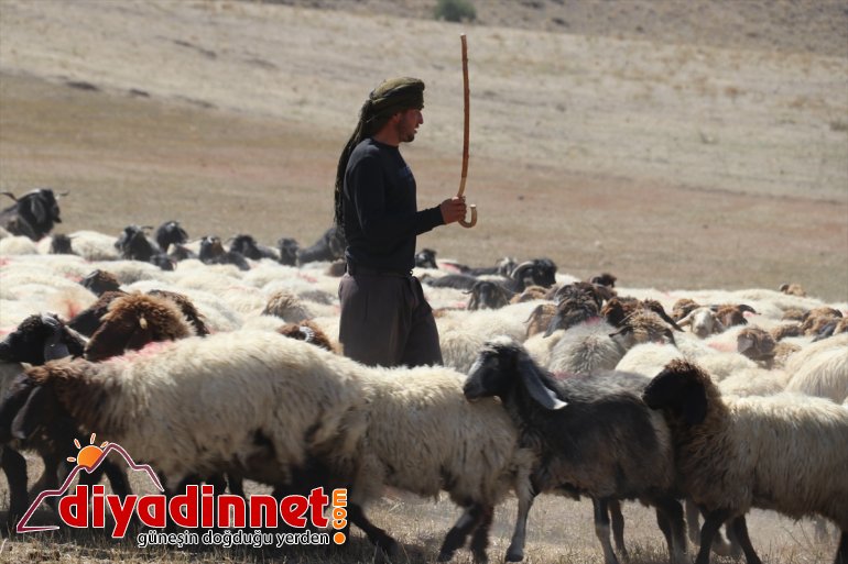 yolunda - Doğu Yayla AĞRI mesaisini göçerler tamamlayan dönüş Anadolu