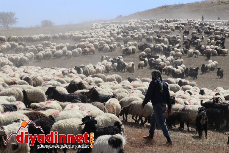 AĞRI Doğu göçerler Anadolu