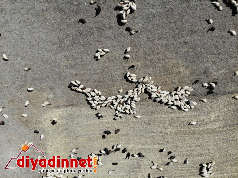 tamamlayan göçerler dönüş yolunda mesaisini AĞRI Anadolu