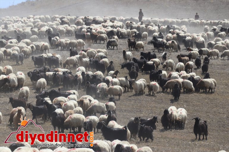 dönüş Doğu mesaisini göçerler AĞRI tamamlayan Yayla - Anadolu
